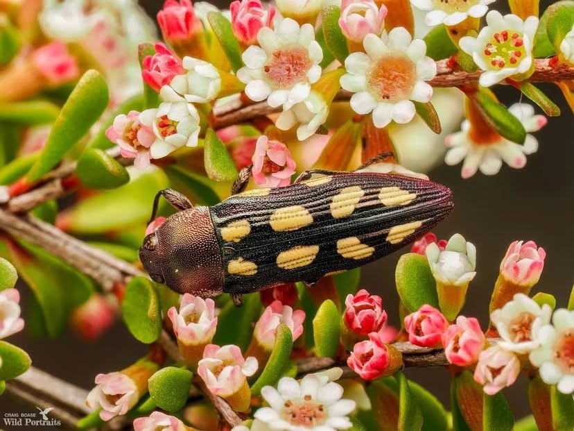 jewel beetle