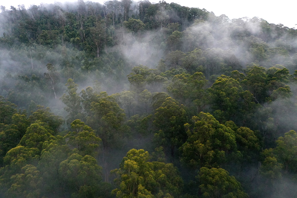 Central Highlands state forests with misty outlook