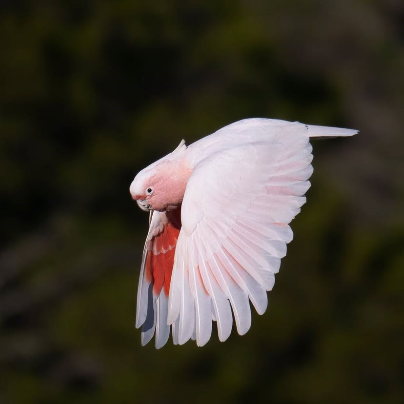 pink cockatoo