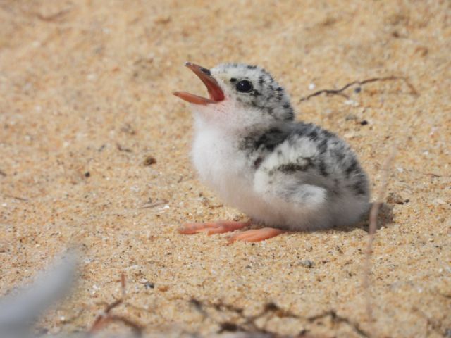 Baby fern sitting on sand