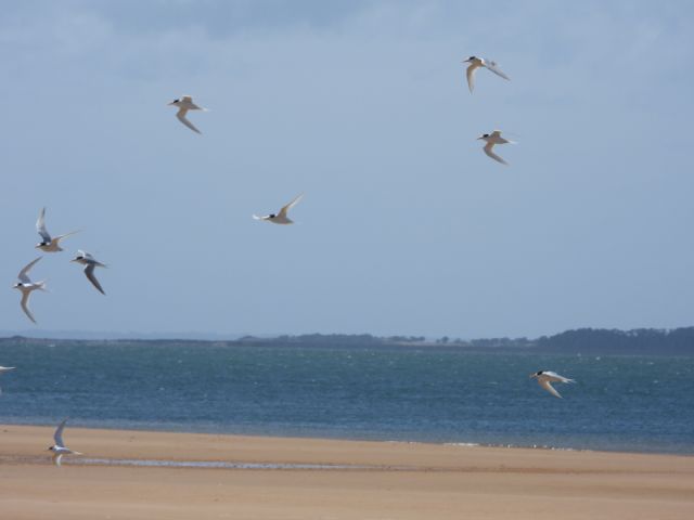 Beach with flying fairy terns